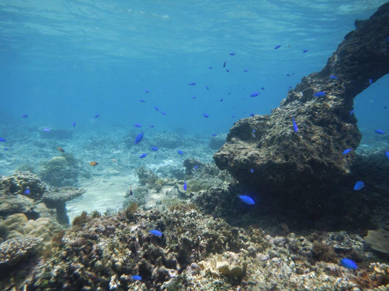 大神島の海で出会った海の生き物