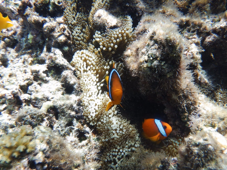 大神島のシュノーケルで見えたサンゴと熱帯魚